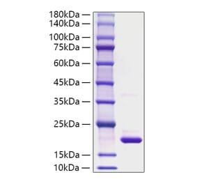 SDS-PAGE - Recombinant Rat IL-1RA Protein (A331675) - Antibodies.com