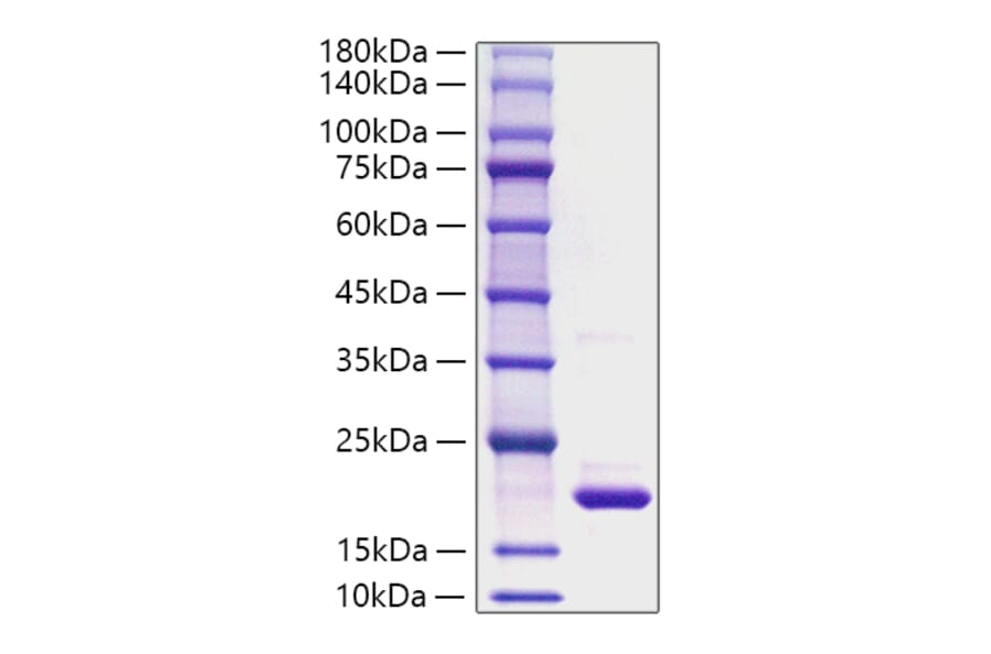SDS-PAGE - Recombinant Rat IL-1RA Protein (A331675) - Antibodies.com