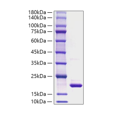 SDS-PAGE - Recombinant Rat IL-1RA Protein (A331675) - Antibodies.com