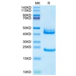 Tris-Bis PAGE - Recombinant Human IL-23A + IL-12B Protein (Biotin) (C-terminal His and Avi Tag) (A331683) - Antibodies.com