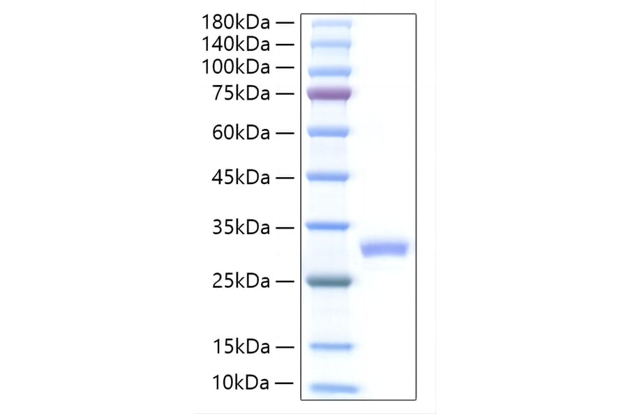 SDS-PAGE - Recombinant Mouse IL-27A Protein (C-terminal His Tag) (A331689) - Antibodies.com