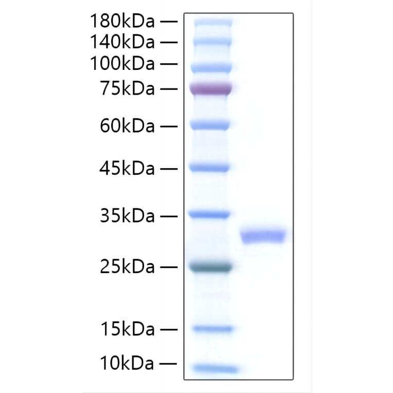 SDS-PAGE - Recombinant Mouse IL-27A Protein (C-terminal His Tag) (A331689) - Antibodies.com