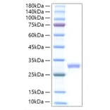 SDS-PAGE - Recombinant Mouse IL-27A Protein (C-terminal His Tag) (A331689) - Antibodies.com