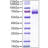SDS-PAGE - Recombinant Mouse CD25 Protein (C-terminal Human Fc Tag) (A331690) - Antibodies.com