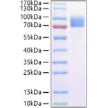 SDS-PAGE - Recombinant Cynomolgus macaque IL-2RG Protein (C-terminal Human Fc and Avi Tag) (A331692) - Antibodies.com