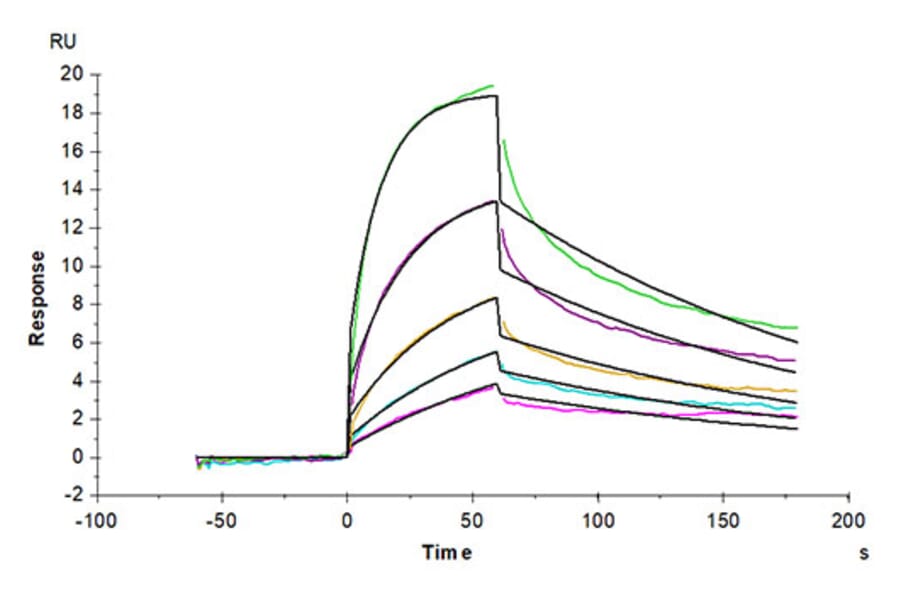 SPR Assay - Recombinant Cynomolgus macaque IL-3RA Protein (C-terminal His Tag) (A331695) - Antibodies.com