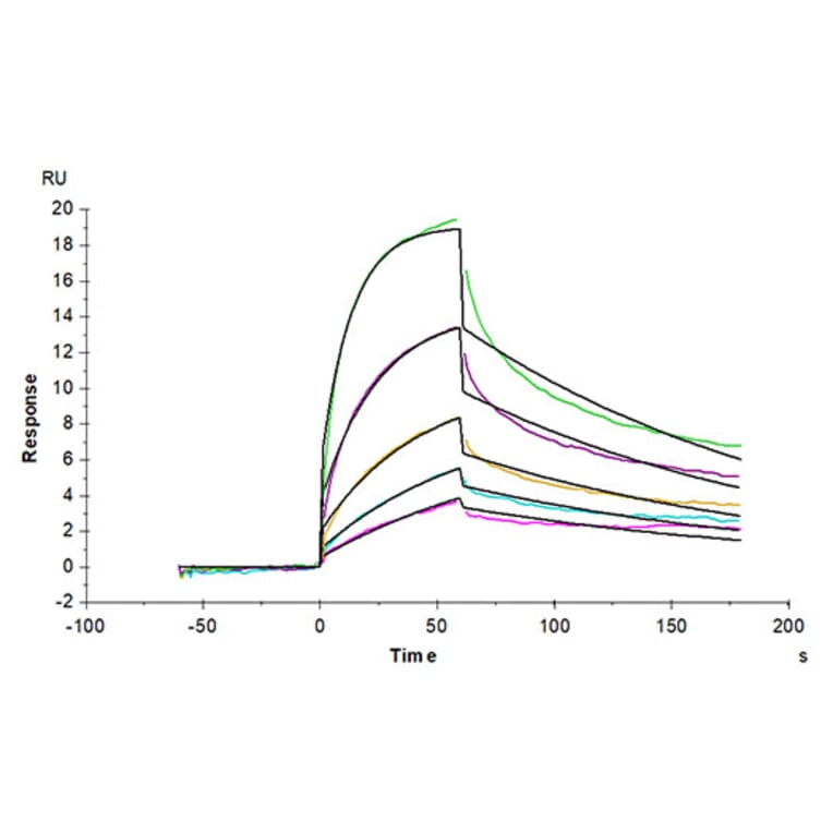 SPR Assay - Recombinant Cynomolgus macaque IL-3RA Protein (C-terminal His Tag) (A331695) - Antibodies.com