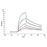 SPR Assay - Recombinant Cynomolgus macaque IL-3RA Protein (C-terminal His Tag) (A331695) - Antibodies.com