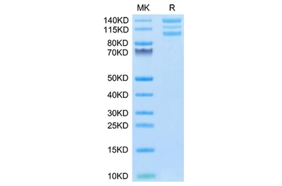 Tris-Bis PAGE - Recombinant Human Integrin alpha V + beta 6 Protein (C-terminal His and Avi Tag) (A331703) - Antibodies.com
