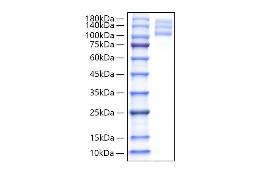 SDS-PAGE - Recombinant Human Integrin alpha V + beta 3 Protein (C-terminal His and Flag Tag) (A331706) - Antibodies.com