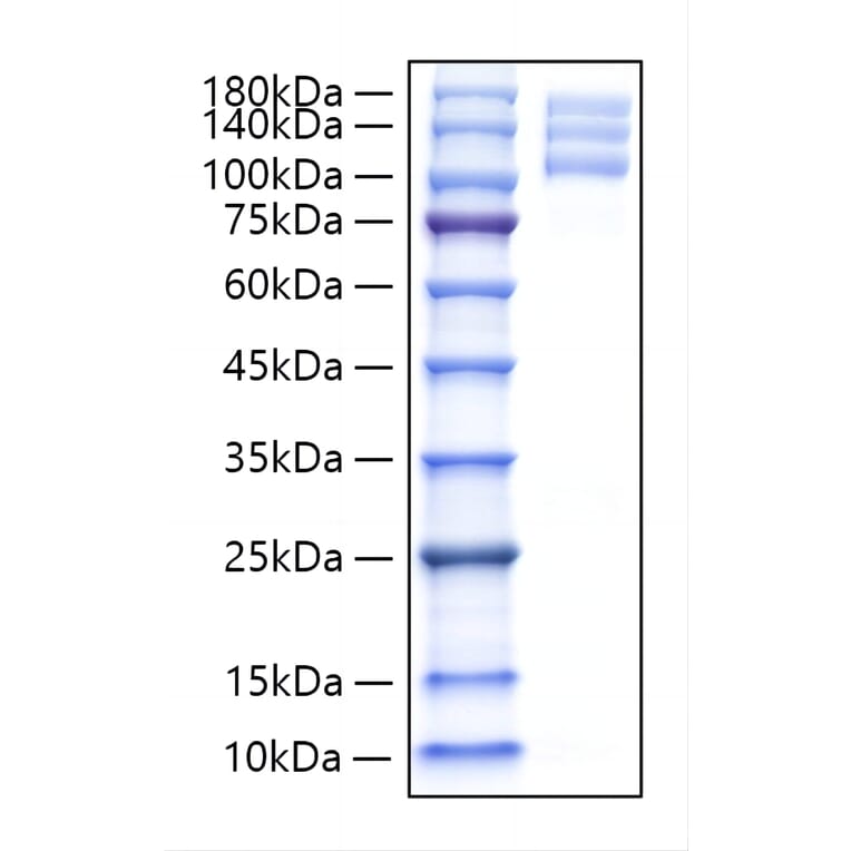 SDS-PAGE - Recombinant Human Integrin alpha V + beta 3 Protein (C-terminal His and Flag Tag) (A331706) - Antibodies.com