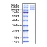 SDS-PAGE - Recombinant Human Integrin alpha V + beta 3 Protein (C-terminal His and Flag Tag) (A331706) - Antibodies.com