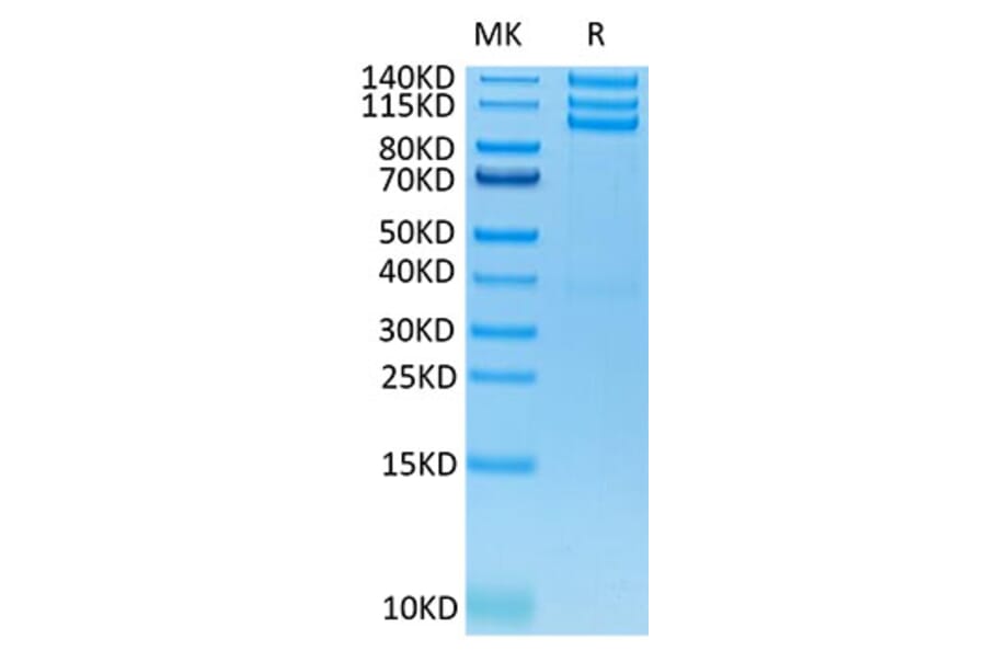 Tris-Bis PAGE - Recombinant Human Integrin alpha V + beta 3 Protein (C-terminal His and Avi Tag) (A331709) - Antibodies.com