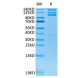 Tris-Bis PAGE - Recombinant Human Integrin alpha V + beta 3 Protein (C-terminal His and Avi Tag) (A331709) - Antibodies.com
