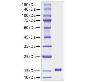 SDS-PAGE - Recombinant Rat Leptin Protein (A331721) - Antibodies.com