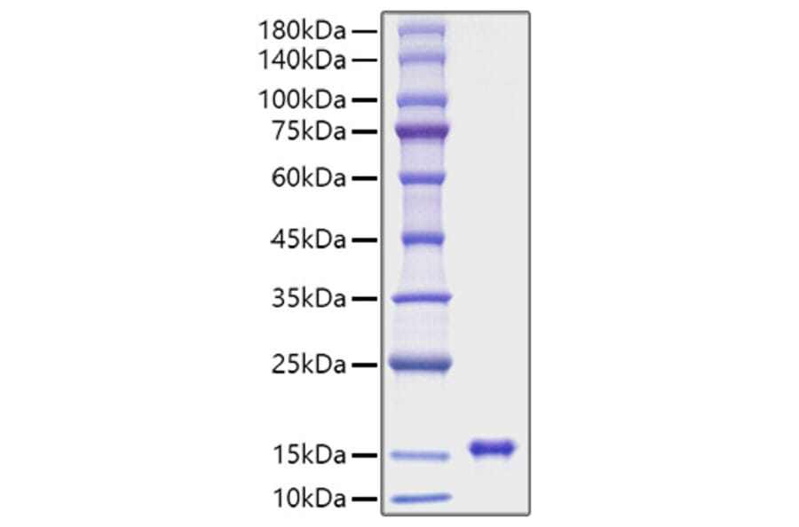SDS-PAGE - Recombinant Rat Leptin Protein (A331721) - Antibodies.com
