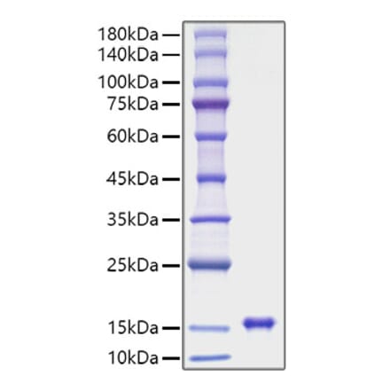 SDS-PAGE - Recombinant Rat Leptin Protein (A331721) - Antibodies.com