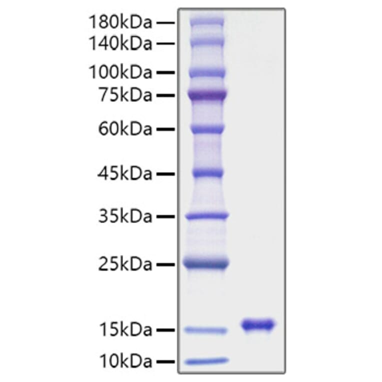 SDS-PAGE - Recombinant Rat Leptin Protein (A331721) - Antibodies.com
