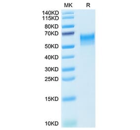 Tris-Bis PAGE - Recombinant Mouse CD4 Protein (C-terminal His Tag) (A331723) - Antibodies.com