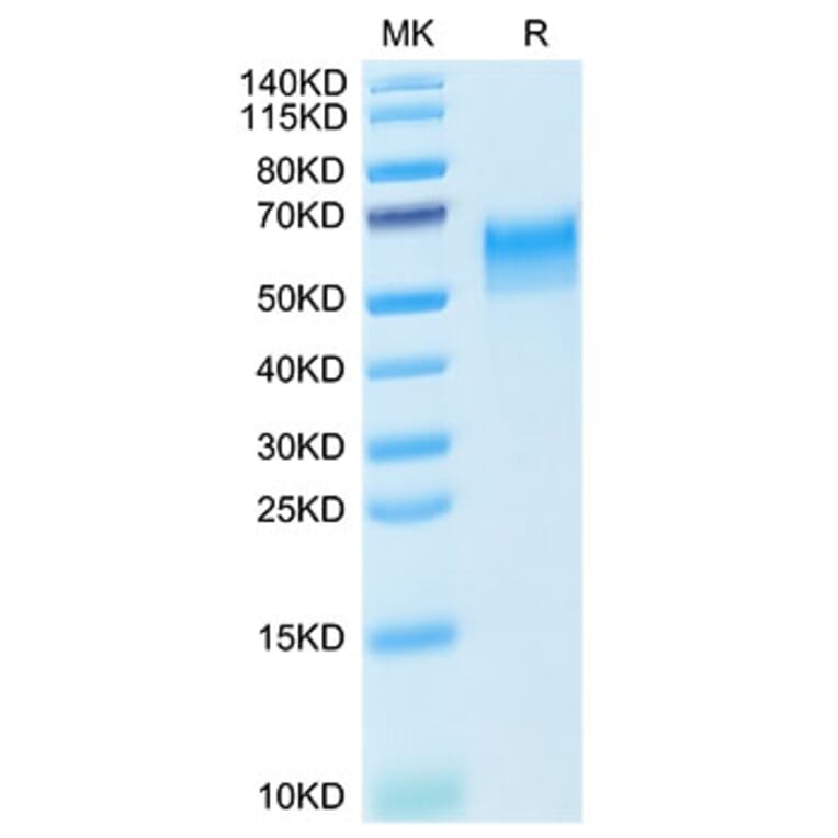 Tris-Bis PAGE - Recombinant Mouse CD4 Protein (C-terminal His Tag) (A331723) - Antibodies.com