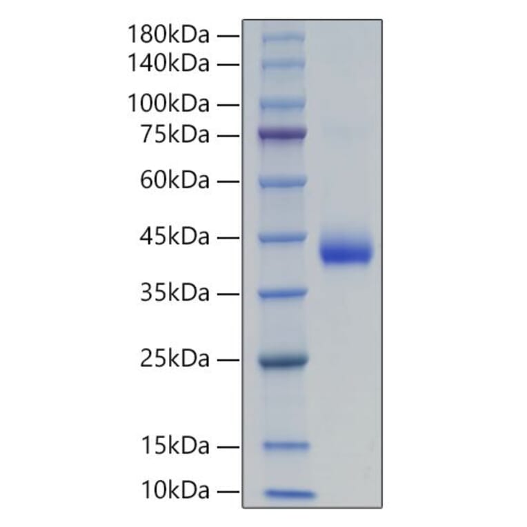 SDS-PAGE - Recombinant Human LHB Protein (C-terminal His and Avi Tag) (A331727) - Antibodies.com