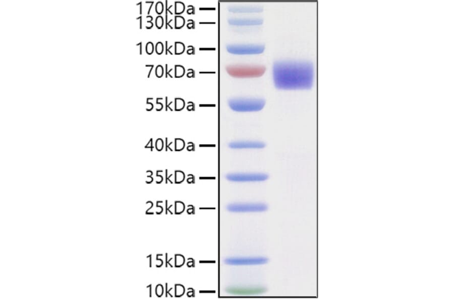 SDS-PAGE - Recombinant Human LILRA6 Protein (C-terminal His and Avi Tag) (A331729) - Antibodies.com