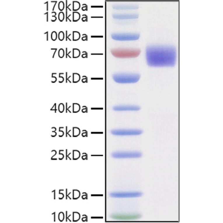 SDS-PAGE - Recombinant Human LILRA6 Protein (C-terminal His and Avi Tag) (A331729) - Antibodies.com