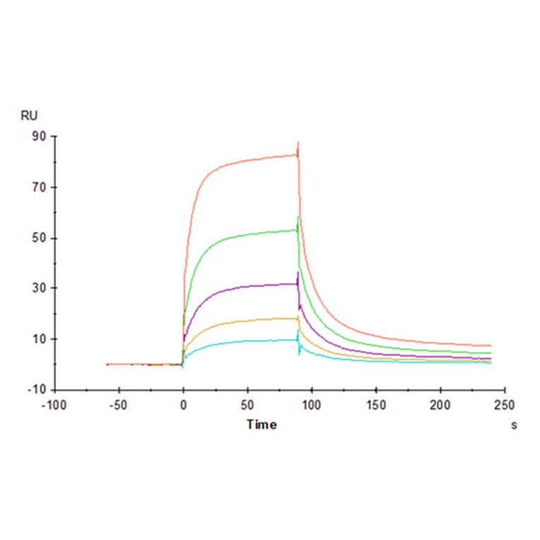 SPR Assay - Recombinant Rhesus macaque LILRB1 Protein (C-terminal His Tag) (A331730) - Antibodies.com