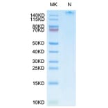 Tris-Bis PAGE - Recombinant Human LMP2 + HLA-A*11:01 Protein (C-terminal His and Avi Tag) (A331737) - Antibodies.com