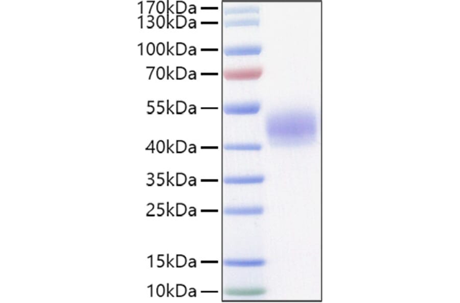 SDS-PAGE - Recombinant Mouse Lung surfactant Protein (C-terminal His Tag) (A331740) - Antibodies.com