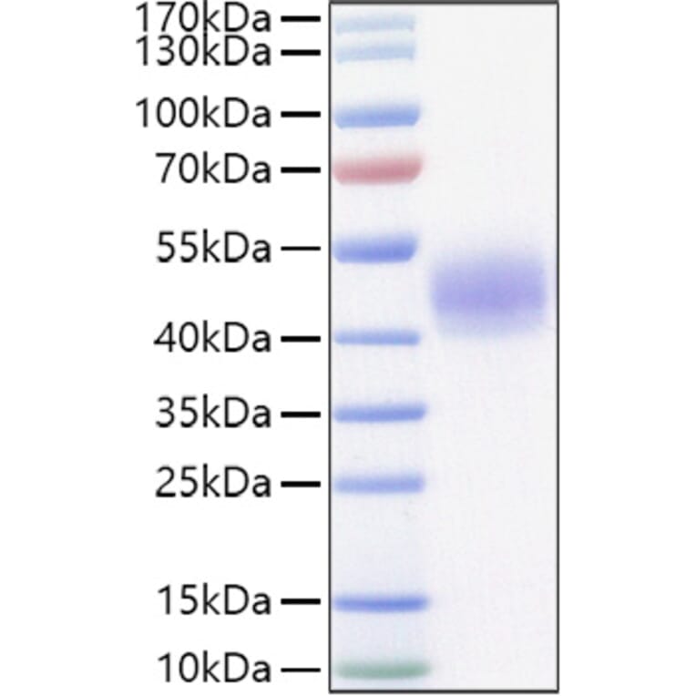 SDS-PAGE - Recombinant Mouse Lung surfactant Protein (C-terminal His Tag) (A331740) - Antibodies.com
