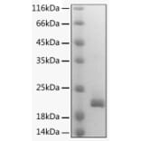 SDS-PAGE - Recombinant Mouse Lymphotactin Protein (C-terminal His Tag) (A331742) - Antibodies.com