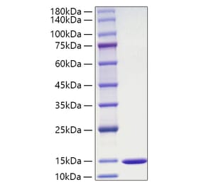 SDS-PAGE - Recombinant Mouse MIF Protein (A331743) - Antibodies.com