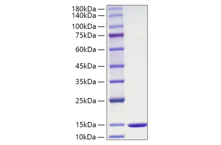 SDS-PAGE - Recombinant Mouse MIF Protein (A331743) - Antibodies.com