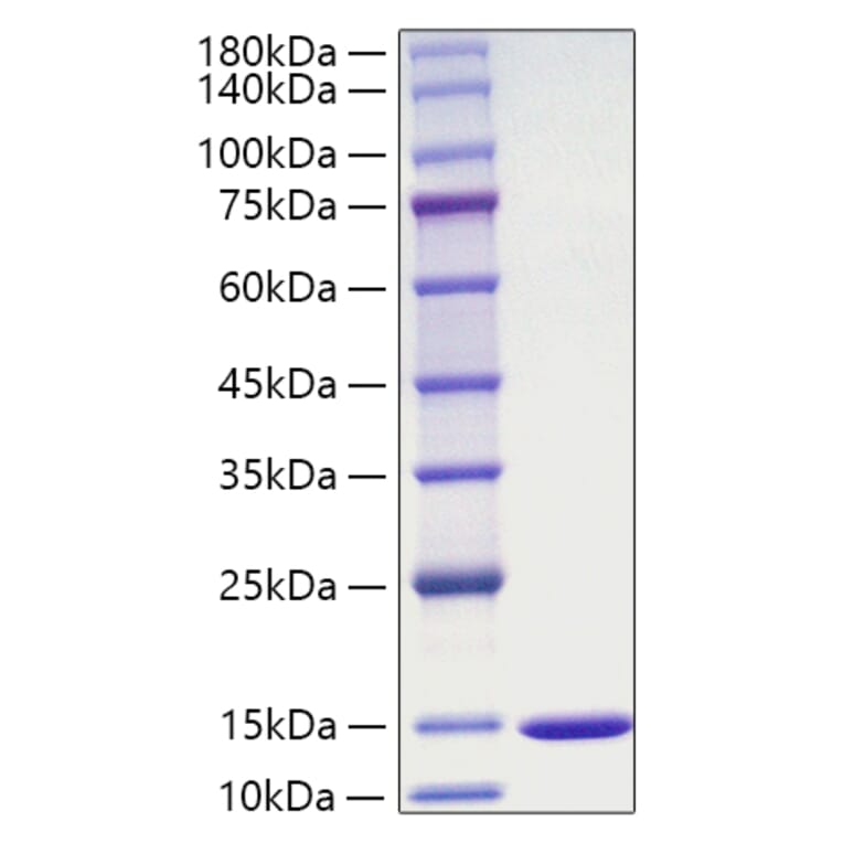 SDS-PAGE - Recombinant Mouse MIF Protein (A331743) - Antibodies.com