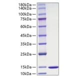 SDS-PAGE - Recombinant Mouse MIF Protein (A331743) - Antibodies.com