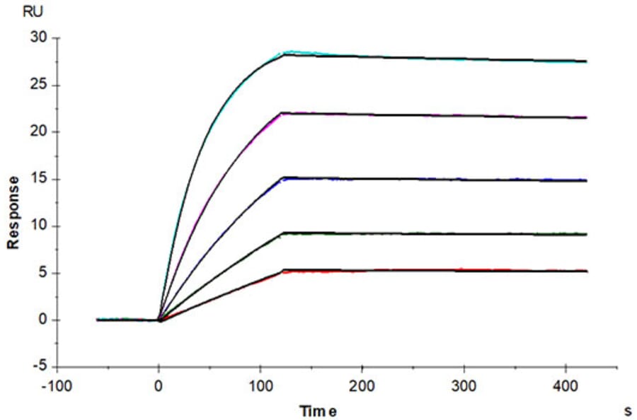 SPR Assay - Recombinant Human AFP + HLA-A*02:01 Protein (C-terminal His and Avi Tag) (A331744) - Antibodies.com