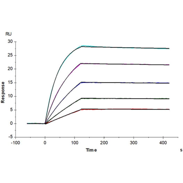 SPR Assay - Recombinant Human AFP + HLA-A*02:01 Protein (C-terminal His and Avi Tag) (A331744) - Antibodies.com