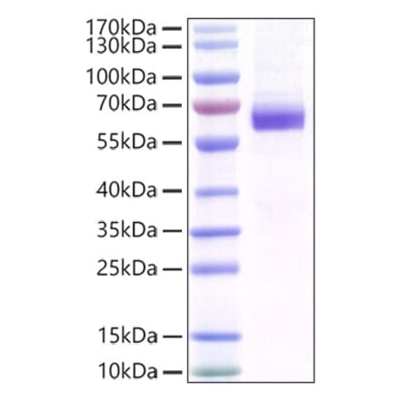 SDS-PAGE - Recombinant Mouse MFG-E8 Protein (C-terminal His Tag) (A331753) - Antibodies.com