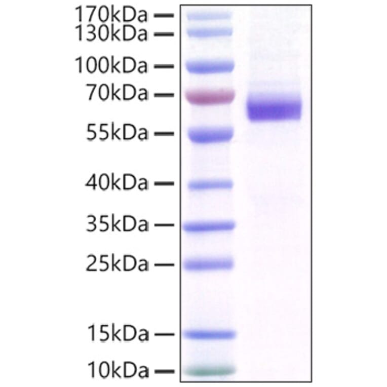 SDS-PAGE - Recombinant Mouse MFG-E8 Protein (C-terminal His Tag) (A331753) - Antibodies.com