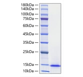 SDS-PAGE - Recombinant Mouse Midkine Protein (A331755) - Antibodies.com