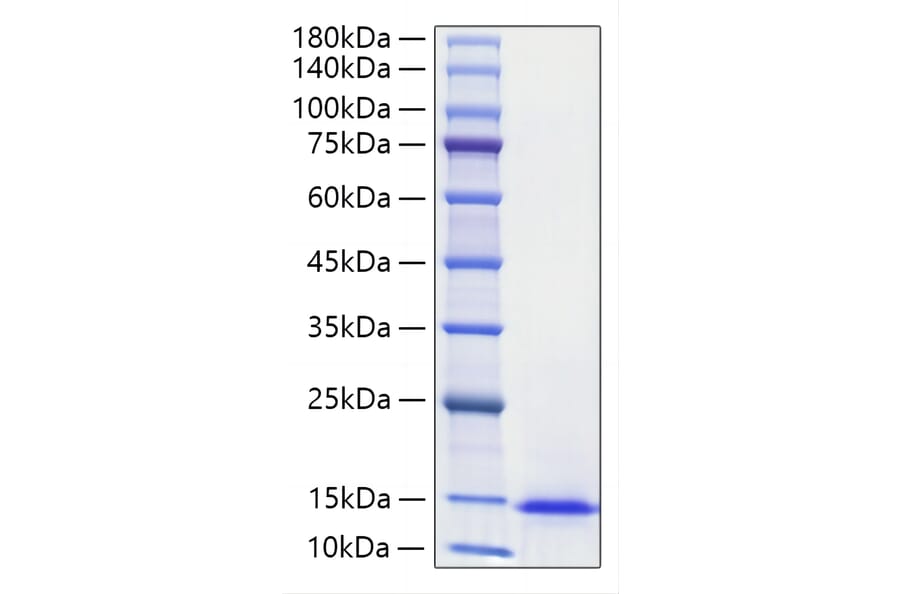 SDS-PAGE - Recombinant Mouse Midkine Protein (A331755) - Antibodies.com