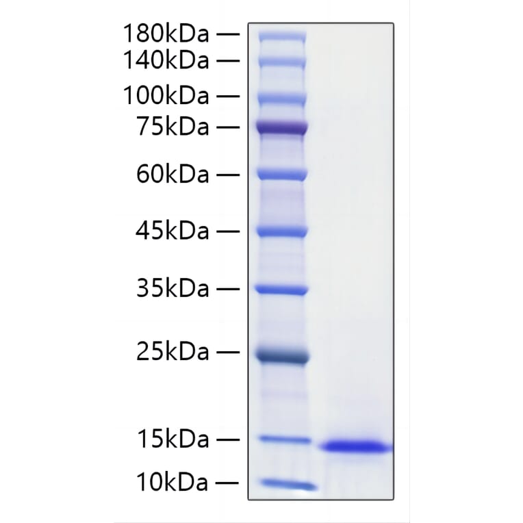 SDS-PAGE - Recombinant Mouse Midkine Protein (A331755) - Antibodies.com