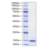 SDS-PAGE - Recombinant Mouse Midkine Protein (A331755) - Antibodies.com