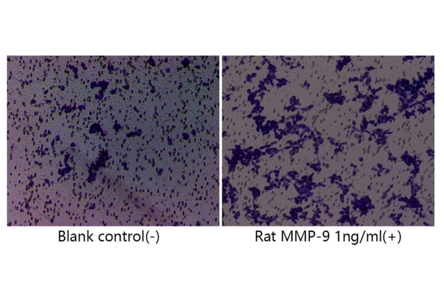 Cell Migration Assay - Recombinant Rat MMP9 Protein (C-terminal His Tag) (A331758) - Antibodies.com