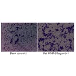 Cell Migration Assay - Recombinant Rat MMP9 Protein (C-terminal His Tag) (A331758) - Antibodies.com