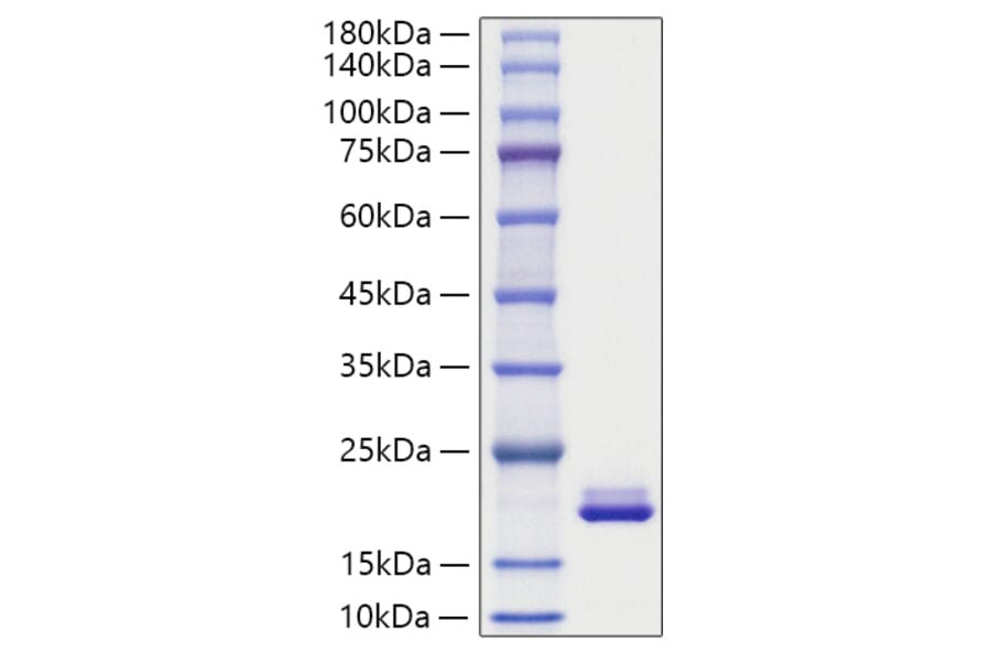 SDS-PAGE - Recombinant Mouse MYDGF Protein (C-terminal His Tag) (A331763) - Antibodies.com