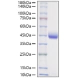 SDS-PAGE - Recombinant Mouse Nectin 2 Protein (C-terminal His Tag) (A331765) - Antibodies.com