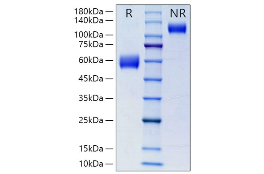 SDS-PAGE - Recombinant Mouse NKG2D Protein (N-terminal Human Fc Tag) (A331771) - Antibodies.com