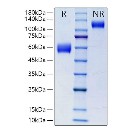 SDS-PAGE - Recombinant Mouse NKG2D Protein (N-terminal Human Fc Tag) (A331771) - Antibodies.com